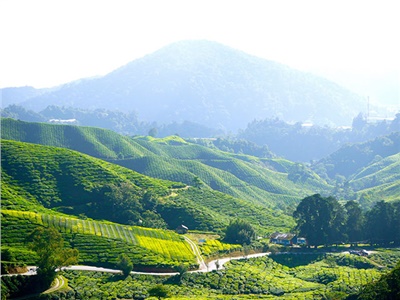 湘益茯茶盛裝亮相第11屆中國(深圳)國際茶產(chǎn)業(yè)博覽會(huì )